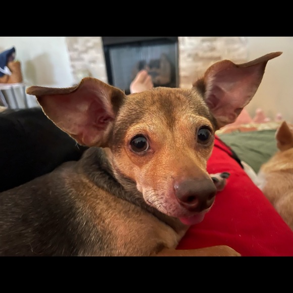 Meet your Posher, Bruce - Picture 3 of 12